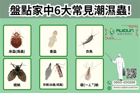 房間木頭潮濕蟲|【潮濕蟲處理】